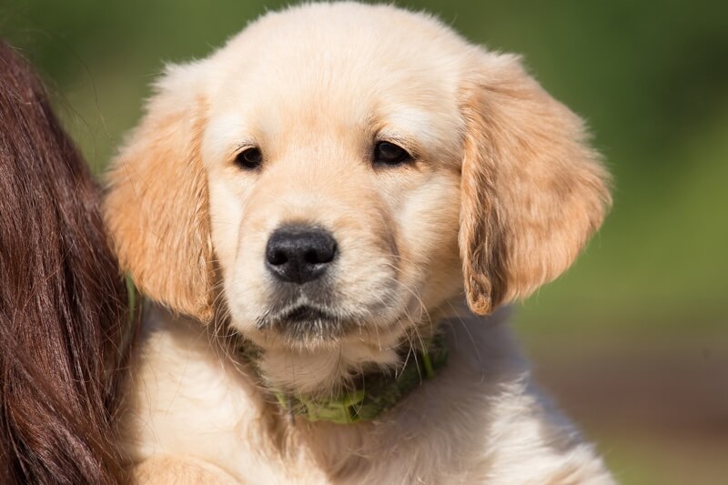 do golden retrievers shed a lot do golden retrievers shed a lot